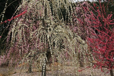 菅原神社_d0052340_21444597.jpg