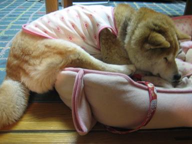 撮りたくなる気持ち_c0049950_16472510.jpg