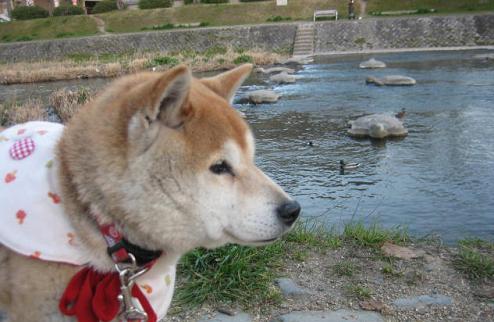 撮りたくなる気持ち_c0049950_1682129.jpg
