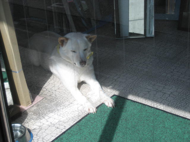 鏡屋さんの看板犬。_f0181251_17125093.jpg
