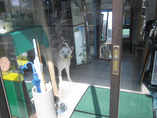 鏡屋さんの看板犬。_f0181251_1755730.jpg
