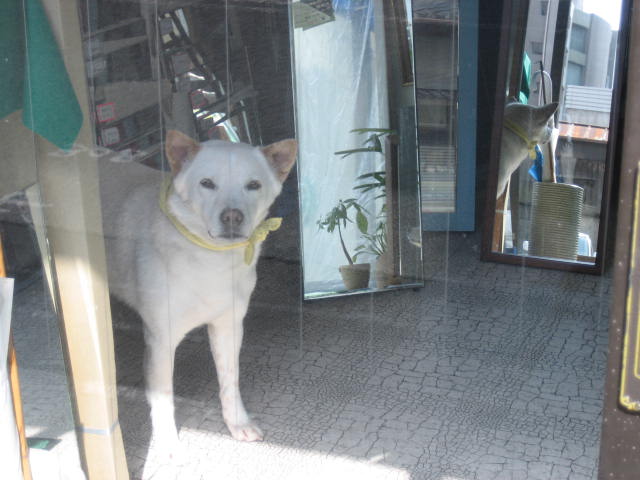 鏡屋さんの看板犬。_f0181251_1784149.jpg