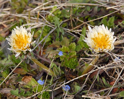 滋賀県 雪野山　マンサクの花咲く里山の春_e0035757_18201185.jpg