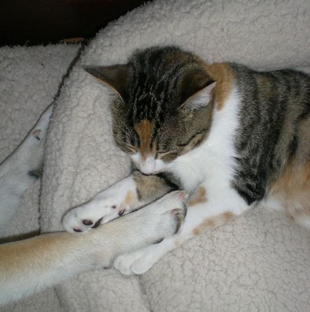 2009年3月3日(火)愛ちゃんと心ちゃんのひな祭り!_f0060461_1615233.jpg