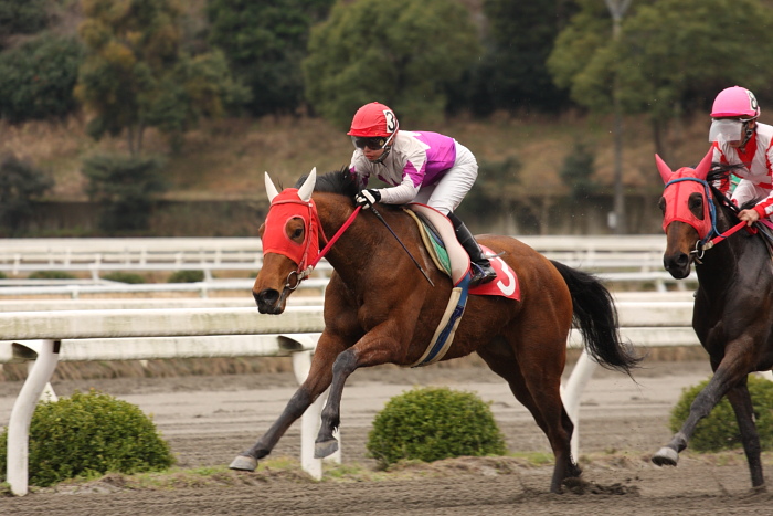 2009年2月28日（土） 高知競馬 1R 3歳2_a0077663_18233561.jpg