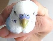 鼻の上の羽毛をチェック!_c0049870_10571082.jpg