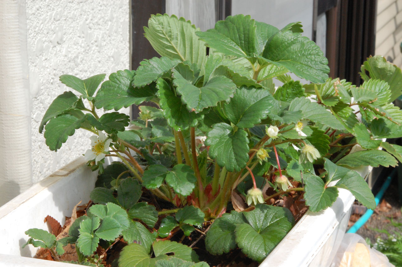 イチゴが鳥に食べられる ベランダ野菜の記録