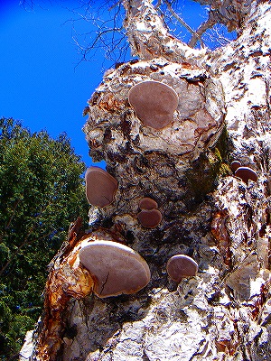 f0182173_13115050.jpg