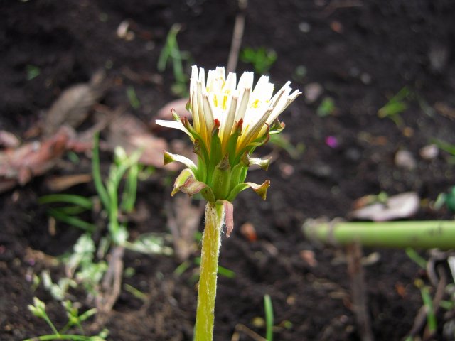e0120294_0385198.jpg