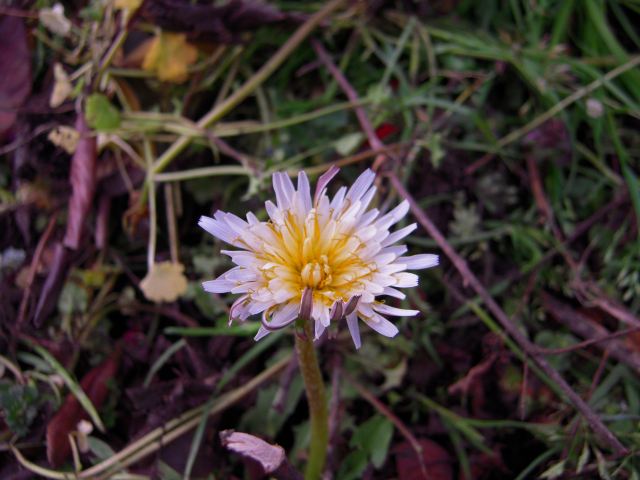e0120294_039015.jpg