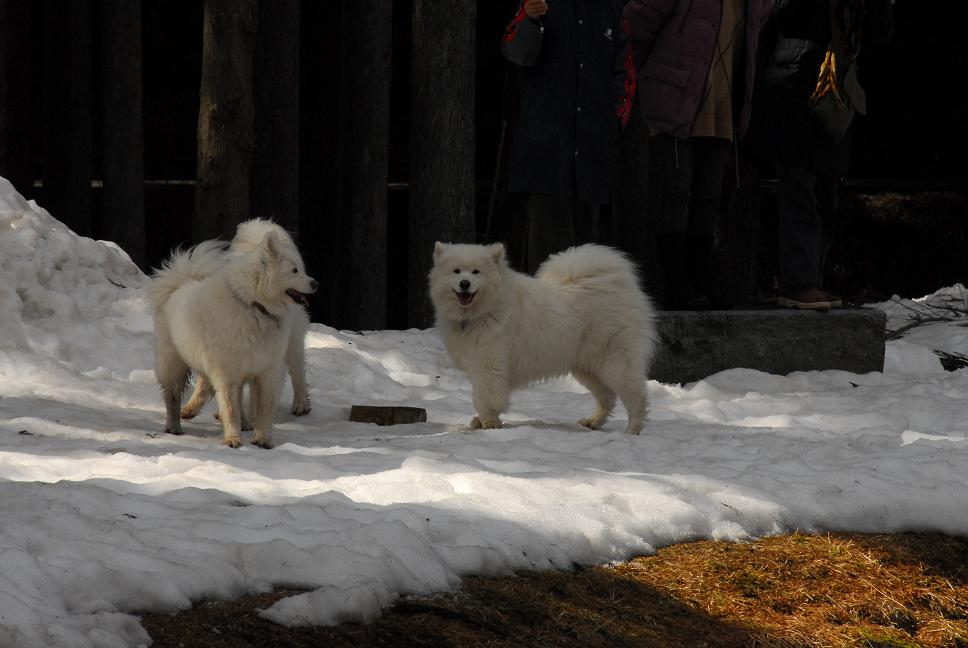 雪遊びに行ってきました♪_a0049296_5251973.jpg