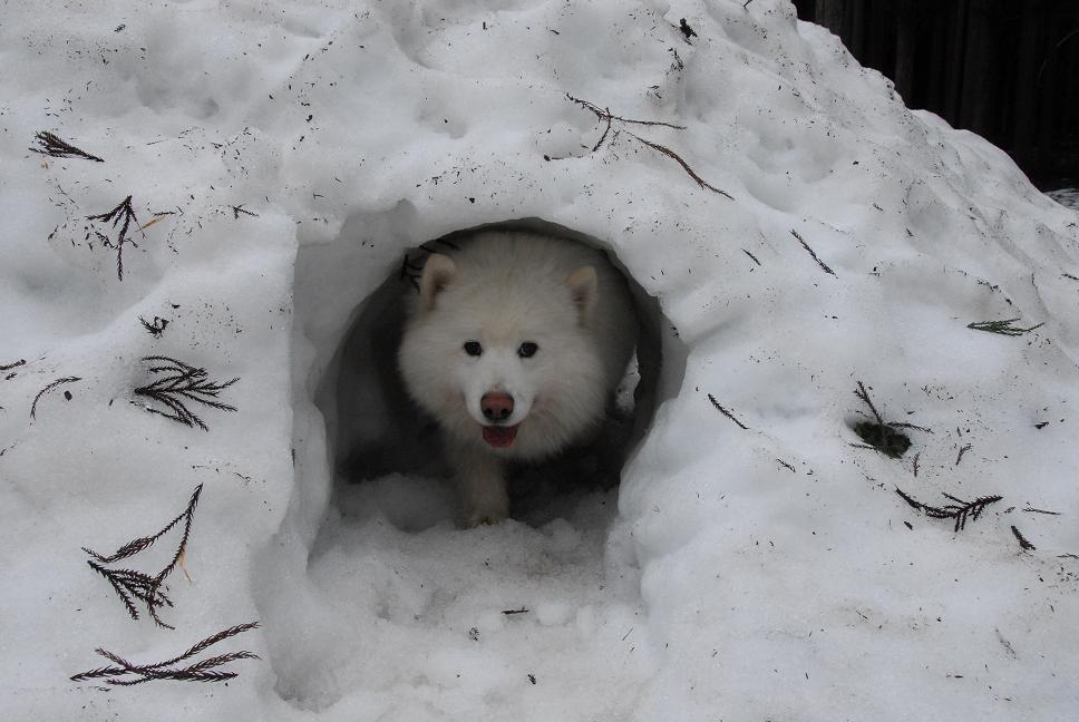 雪遊びに行ってきました♪_a0049296_5383814.jpg