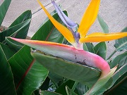 c0085098_12562412.jpg
