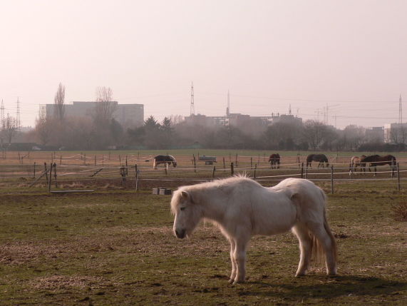 a0056401_74759.jpg