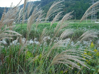 船頭小唄_c0125004_22575518.jpg