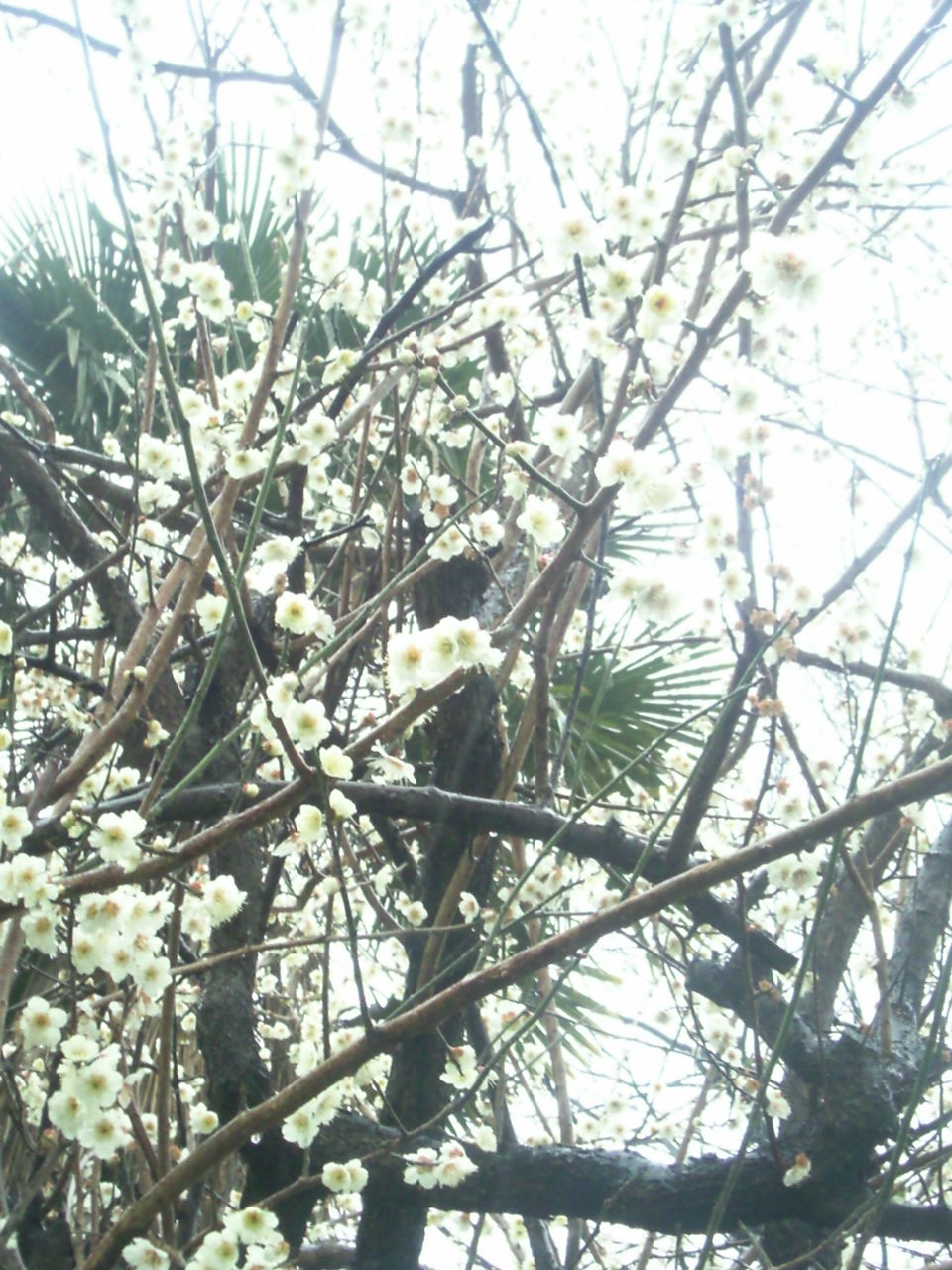 c0164514_1753045.jpg