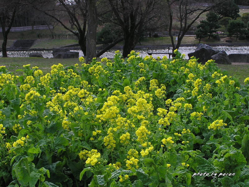 各花壇で園芸種の花々が咲き出してきました。_c0137342_19562818.jpg