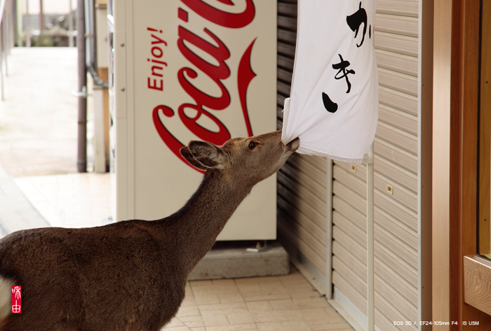 ゆっくり、呉・宮島（宮島・昼食抜きの巻）_c0187744_2011566.jpg