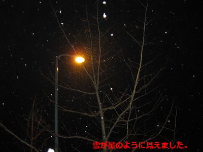 東京にも雪が降ったよ～_b0148945_015357.jpg