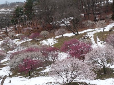 雪と梅の里_f0019247_22344329.jpg
