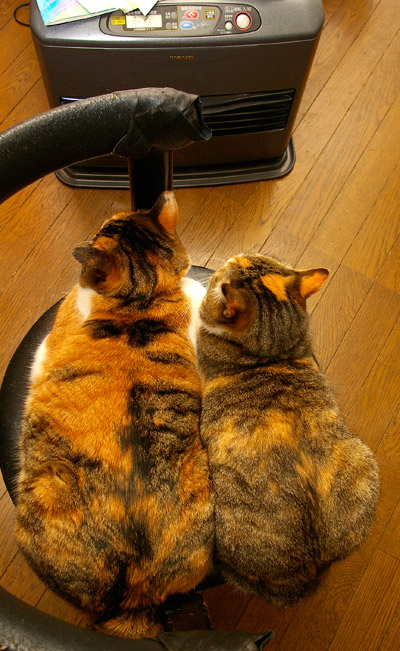 暖をとる・・・_a0028451_1334211.jpg