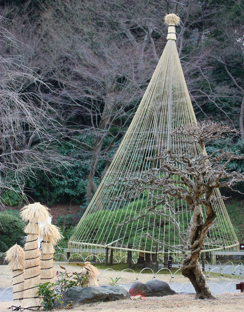 雪吊り 冬の風物詩 美しい伝統の技です 風景と花と