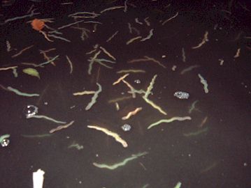 f0150151_74315.jpg