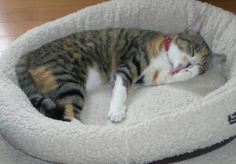 2009年3月4日(火)海がいっぱいの勝浦!_f0060461_160138.jpg