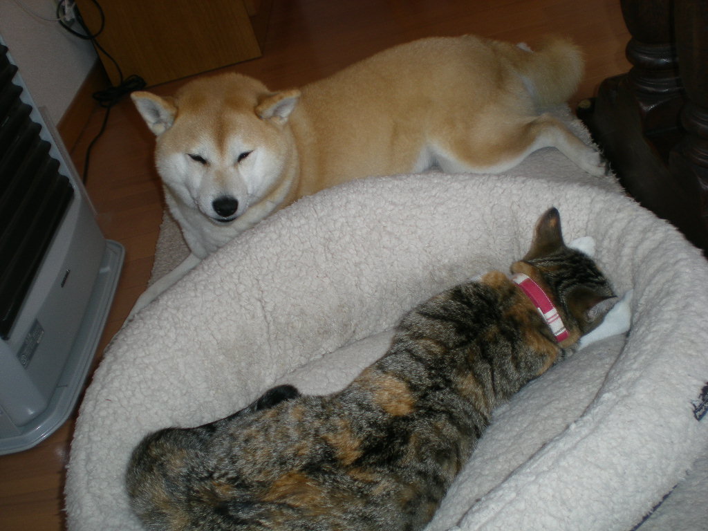 2009年3月4日(火)海がいっぱいの勝浦!_f0060461_1644134.jpg
