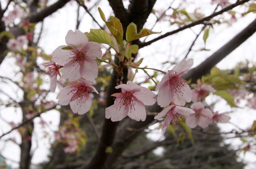 河津(かわず)桜 寒(かん)桜 寒緋(かんひ)桜 東京国立博物館その1_a0107574_20492773.jpg