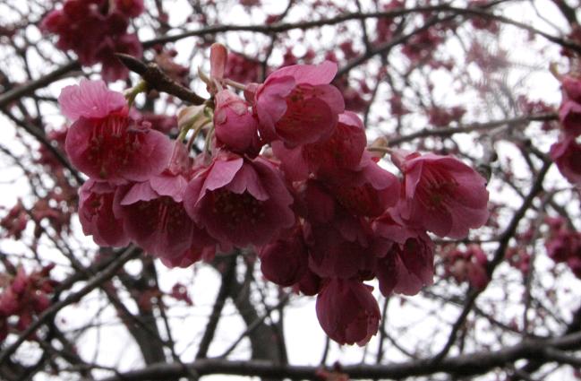 河津(かわず)桜 寒(かん)桜 寒緋(かんひ)桜 東京国立博物館その1_a0107574_204953100.jpg