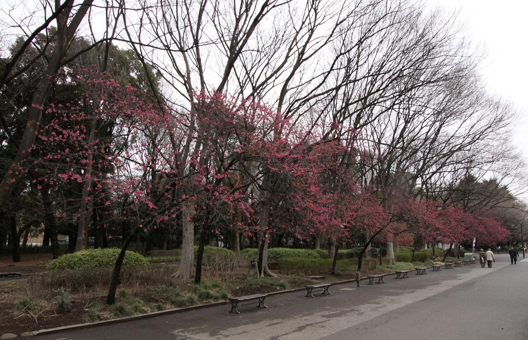 河津(かわず)桜 寒(かん)桜 寒緋(かんひ)桜 東京国立博物館その1_a0107574_20511431.jpg