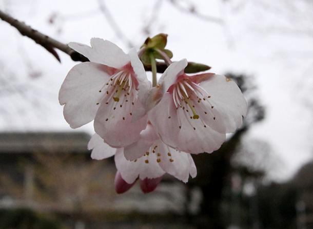 河津(かわず)桜 寒(かん)桜 寒緋(かんひ)桜 東京国立博物館その1_a0107574_2111567.jpg