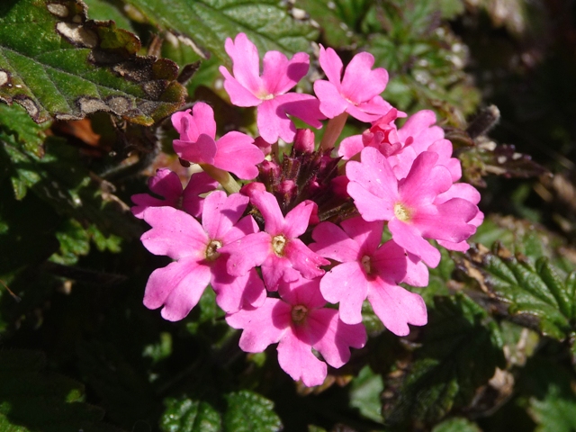 冬に咲く花手まりのピンクの花 まほろばの国から 写真館