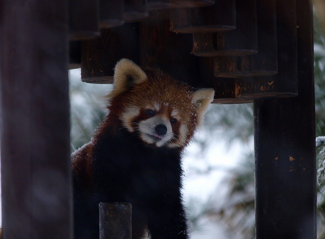 雪のふれあいコーナー_b0145677_20175917.jpg