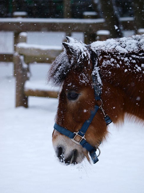 雪のふれあいコーナー_b0145677_20185182.jpg