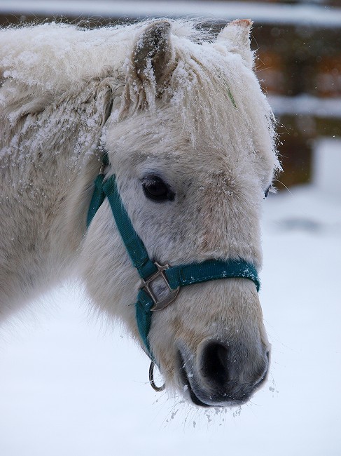 雪のふれあいコーナー_b0145677_20191024.jpg