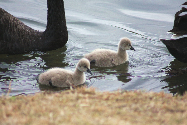 かわゆす3兄弟　　＊2009年03月04日（水）＊_f0118293_190126.jpg