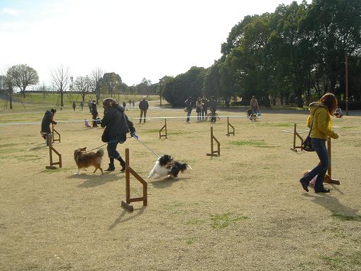 いぬ親会 in 多摩(立川昭和記念公園)に行って来ました!_f0086814_2132117.jpg