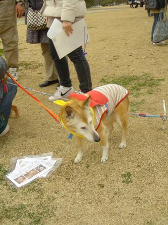 いぬ親会 in 多摩(立川昭和記念公園)に行って来ました!_f0086814_2285927.jpg