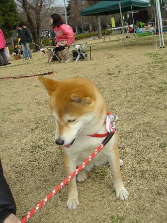 いぬ親会 in 多摩(立川昭和記念公園)に行って来ました!_f0086814_2331354.jpg