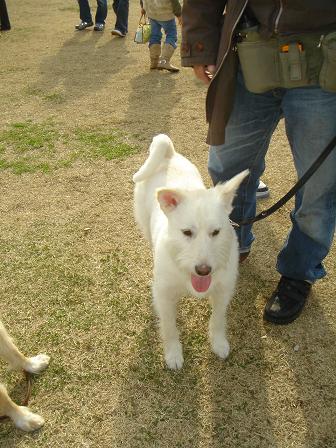 いぬ親会 in 多摩(立川昭和記念公園)に行って来ました!_f0086814_238545.jpg