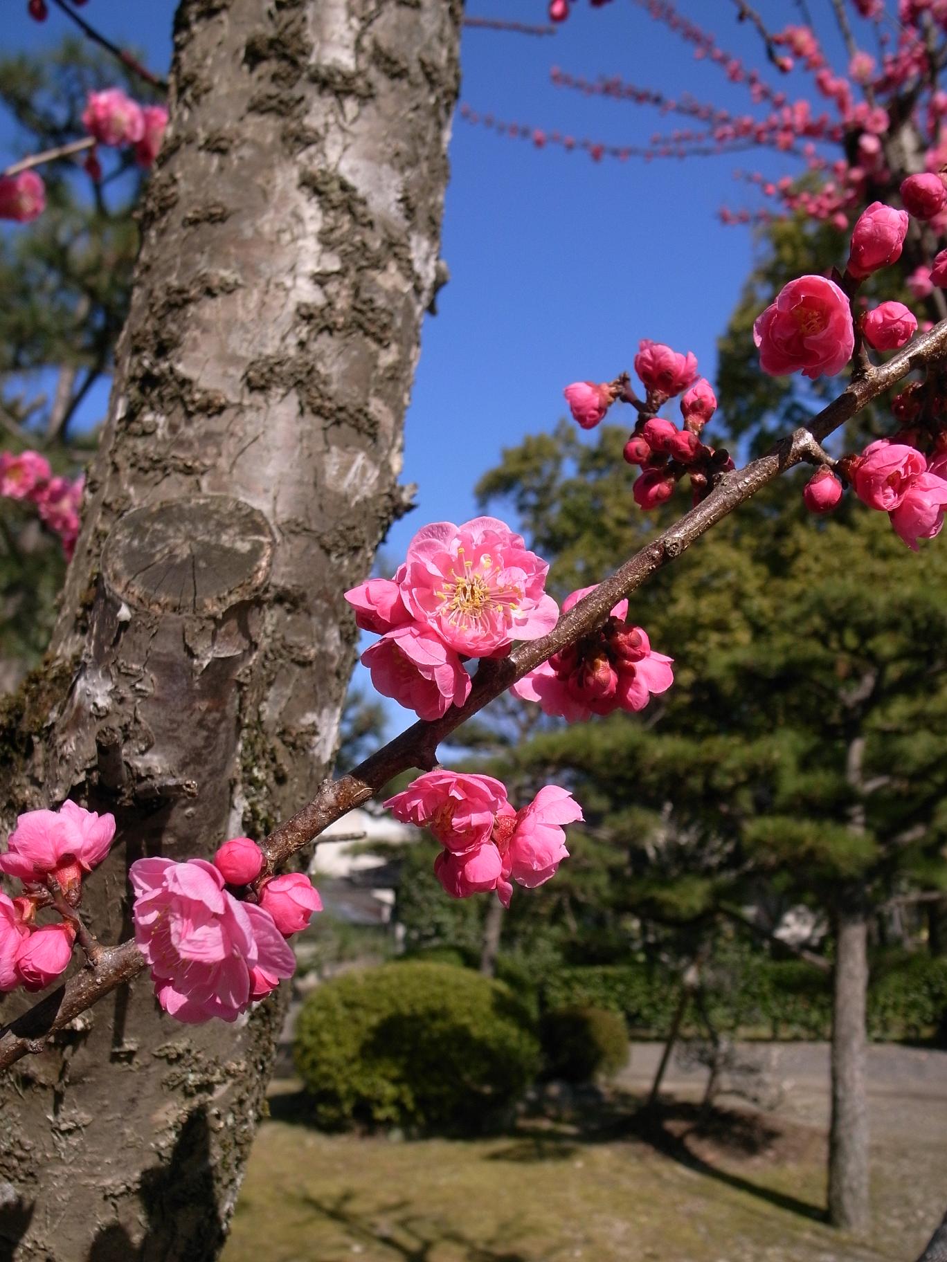 三十三間堂の紅梅 ～京都_f0116817_925885.jpg