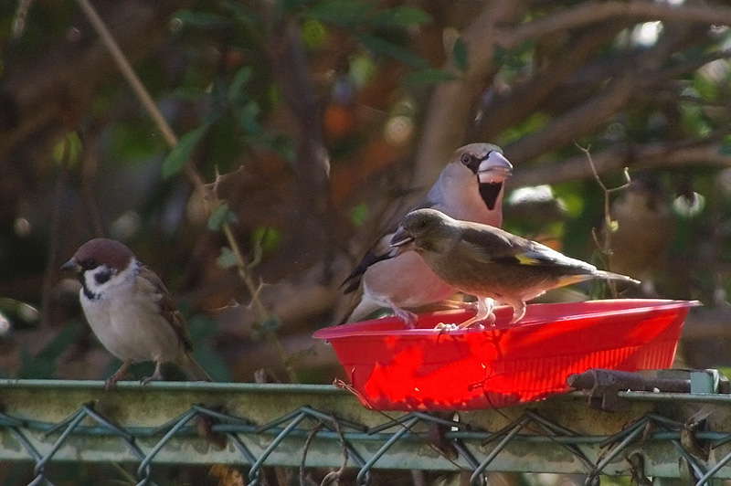 庭に飛来した野鳥たち（三）_d0018223_5125620.jpg