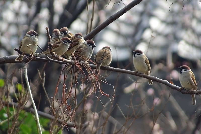 庭に飛来した野鳥たち（三）_d0018223_5193557.jpg