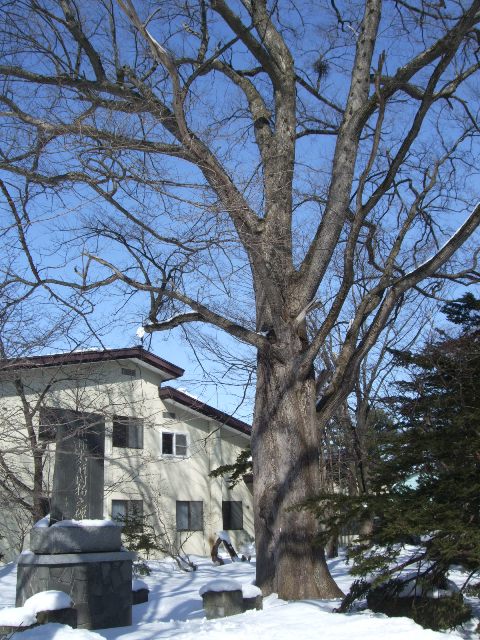 932)　巨樹　2番　「ハルニレ（チキサニ）　南幌町・南幌神社境内」 3月5日 _f0126829_222291.jpg