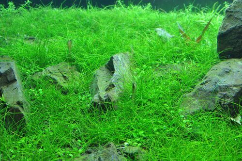 ショートヘアーグラス潜る潜る Aqualiving