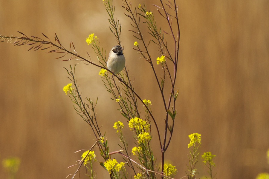 草地の鳥_a0021270_17244440.jpg