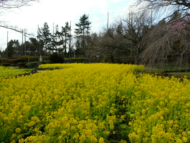 伊豆バスハイクで見られた花と風景_e0145782_181074.jpg