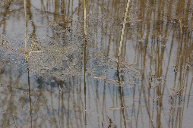 ■　春のカエル　　　09.3.5　　　（ヒキガエル、ヤマアカガエル）_e0070891_18233022.jpg